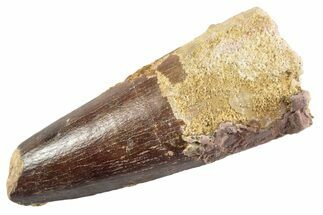 Fossil Spinosaurus Tooth - Feeding Worn Tip #360181