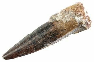 Fossil Spinosaurus Tooth - Real Dinosaur Tooth #360182