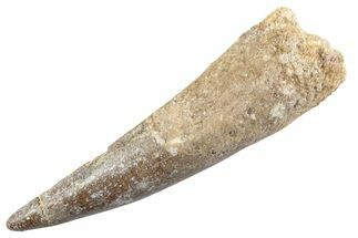 Fossil Spinosaurus Tooth - Real Dinosaur Tooth #360187