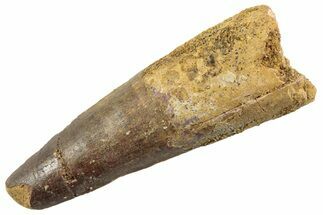 Fossil Spinosaurus Tooth - Feeding Worn Tip #360195