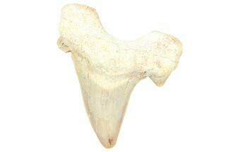 Fossil Shark Tooth (Otodus) - Morocco #353489