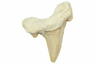 Fossil Shark Tooth (Otodus) - Morocco #353502