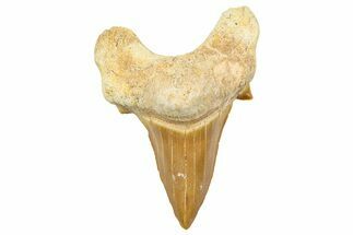 Fossil Shark Tooth (Otodus) - Morocco #353503
