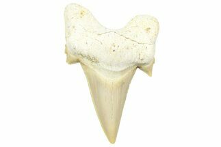 Fossil Shark Tooth (Otodus) - Morocco #353509