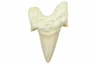 Fossil Shark Tooth (Otodus) - Morocco #353514