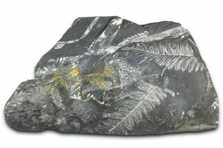 Fossil Seed Fern (Alethopteris & Pecopteris) Plate - Pennsylvania #360493