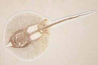 Rare, Fossil Stingray (Heliobatis) - Wyoming #360649