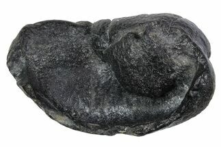Large Fossil Whale Ear Bone - South Carolina #352635
