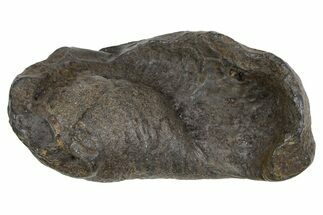 Large Fossil Whale Ear Bone - South Carolina #352637