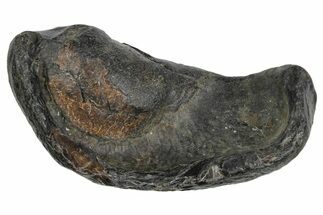 Large Fossil Whale Ear Bone - South Carolina #352643