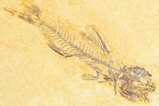 Fossil Fish (Amphiplaga) - Uncommon Species #360688