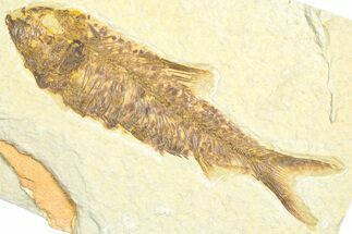 Detailed Fossil Fish (Knightia) - Wyoming #360720