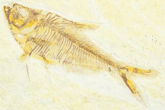 Bargain, Fossil Fish (Diplomystus) - Wyoming #360726