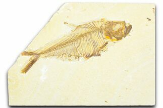 Bargain, Fossil Fish (Diplomystus) - Wyoming #360730