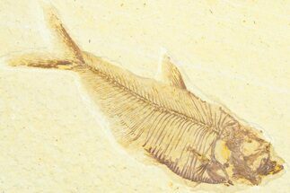 Detailed Fossil Fish (Diplomystus) - Wyoming #360733