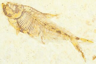 Fossil Fish (Diplomystus) - Wyoming #360741