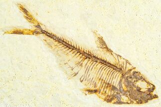 Fossil Fish (Diplomystus) - Wyoming #360744