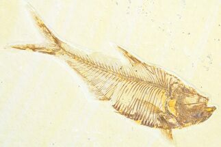 Detailed Fossil Fish (Diplomystus) - Wyoming #360747