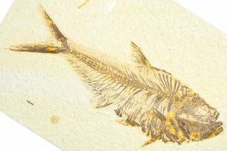Detailed Fossil Fish (Diplomystus) - Wyoming #360749