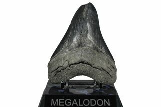 Serrated, Fossil Megalodon Tooth - South Carolina #360766