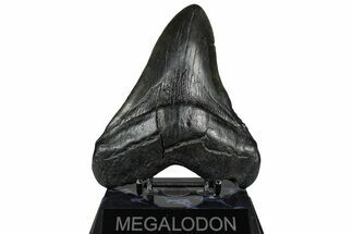 Fossil Megalodon Tooth - South Carolina #360776