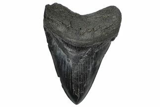 Fossil Megalodon Tooth - South Carolina #360779