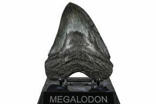 Serrated, Fossil Megalodon Tooth - South Carolina #360782
