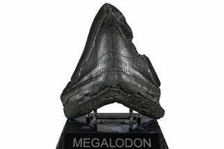 Bargain, Fossil Megalodon Tooth - South Carolina #360785