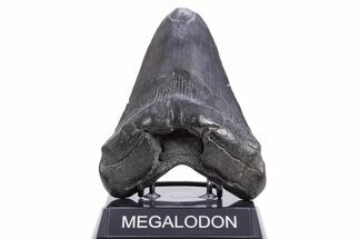 Fossil Megalodon Tooth - South Carolina #360760