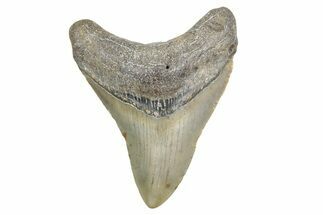 Fossil Megalodon Tooth - North Carolina #360795