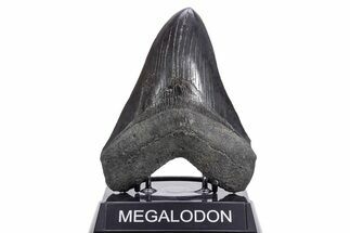 Fossil Megalodon Tooth - South Carolina #360761