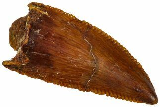 Serrated, Raptor Premaxillary Tooth - Real Dinosaur Tooth #360978