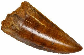 Serrated, Raptor Premaxillary Tooth - Real Dinosaur Tooth #360980