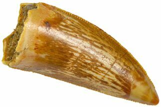 Serrated Raptor Tooth - Real Dinosaur Tooth #360986