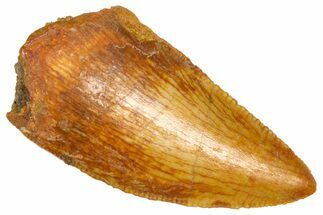 Serrated Raptor Tooth - Real Dinosaur Tooth #360991