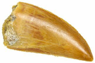 Serrated Raptor Tooth - Real Dinosaur Tooth #360992