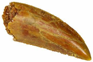Serrated Raptor Tooth - Real Dinosaur Tooth #360993