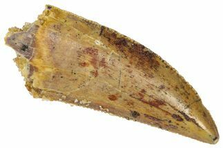 Serrated Raptor Tooth - Real Dinosaur Tooth #361000