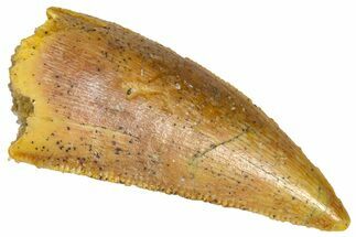 Serrated Raptor Tooth - Real Dinosaur Tooth #361015