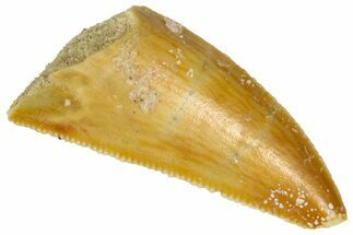 Serrated Raptor Tooth - Real Dinosaur Tooth #361016