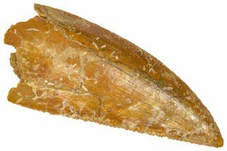 Serrated Raptor Tooth - Real Dinosaur Tooth #361018