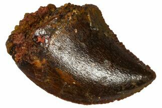 Serrated, Baby Carcharodontosaurus Tooth - Morocco #361024