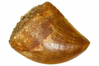 Serrated Baby Carcharodontosaurus Tooth - Morocco #361034