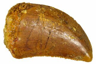 Serrated, Baby Carcharodontosaurus Tooth - Morocco #361036