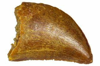 Serrated, Baby Carcharodontosaurus Tooth - Morocco #361040