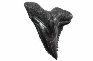 Snaggletooth Shark (Hemipristis) Tooth - South Carolina #360812