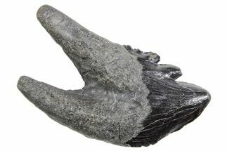Rare, Fossil Basilosaurus Molar - South Carolina #360818