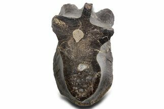 Cut/Polished Theropod Dinosaur (Allosaurus) Vertebra - Utah #360976