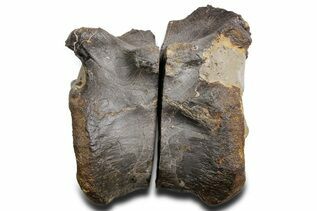 Dinosaur Fossils For Sale
