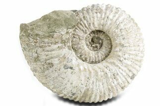 Large, Bumpy Ammonite (Douvilleiceras) Fossil - Madagascar #361128